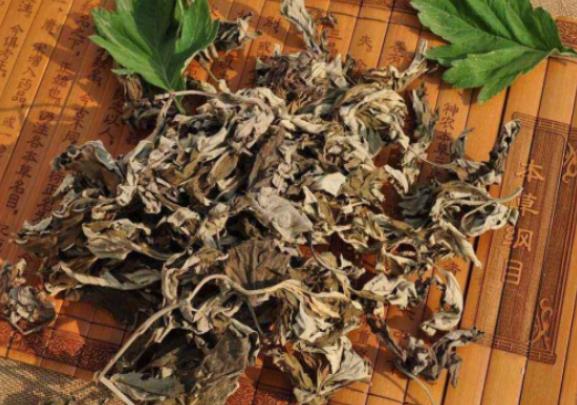 中国逐步摸清古茶树资源状况 总计超5600万株